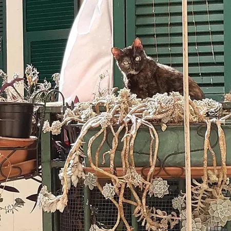 Bed & Breakfast Elena